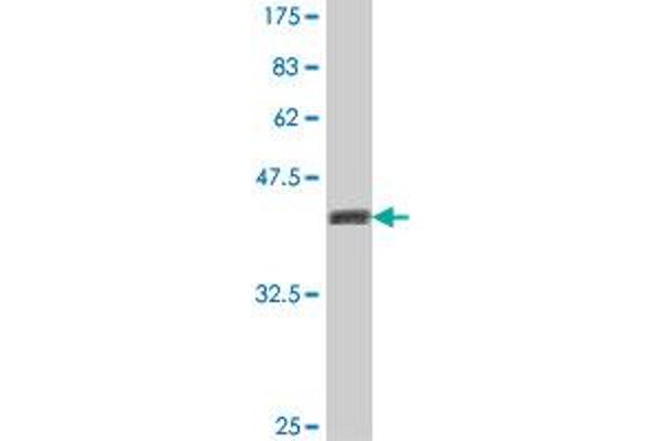 DTX3L antibody  (AA 3-110)