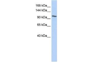 WB Suggested Anti-NNT Antibody Titration:  0. (NNT antibody  (N-Term))