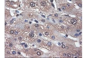 Immunohistochemical staining of paraffin-embedded liver using anti-APOM (ABIN2452530) mouse monoclonal antibody. (Apolipoprotein M antibody  (AA 23-188))