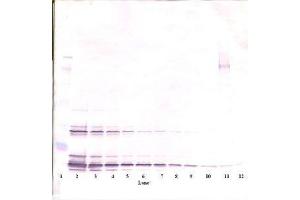Image no. 2 for anti-KIT Ligand (KITLG) antibody (ABIN465803)