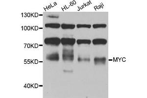 Western blot analysis of extracts of various cells, using MYC antibody. (c-MYC antibody)