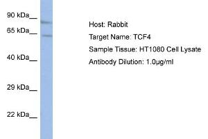 Host:  Rabbit  Target Name:  TCF4  Sample Type:  HT1080 Whole Cell lysates  Antibody Dilution:  1.