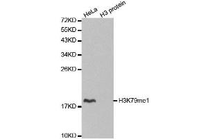 Western blot analysis of extracts of various cell lines, using MonoMethyl-Histone H3-K79 antibody. (Histone 3 antibody  (H3K79me))