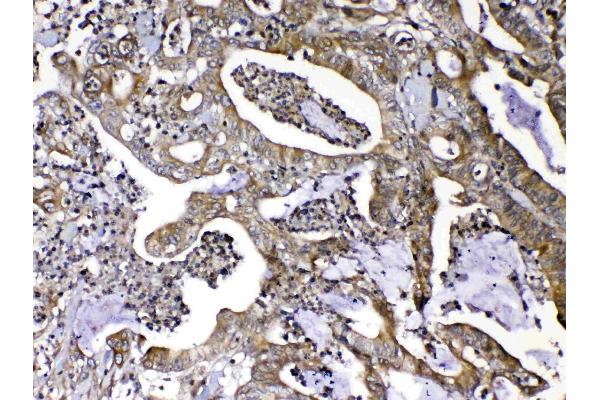 MMP16 antibody  (AA 120-296)