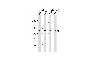 COL17A1 antibody  (AA 475-504)