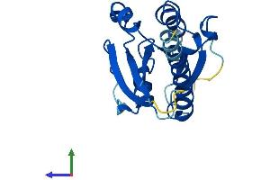 AlphaFold protein structure predicition of Mouse Recombinant Ift22 Protein, UniprotID Q9DAI2 (RABL5 Protein (AA 1-185) (His tag))