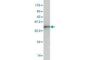 ZNF131 antibody  (AA 139-238)