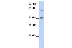 Western Blotting (WB) image for anti-Transmembrane Protein 195 (TMEM195) antibody (ABIN2458851) (TMEM195 antibody)