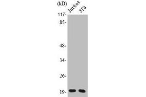 PRAF2 antibody  (C-Term)