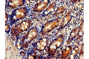 Immunohistochemistry of paraffin-embedded human small intestine tissue using ABIN7162833 at dilution of 1:100