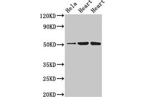 Western Blot Positive WB detected in: Hela whole cell lysate, Rat heart tissue, Mouse heart tissue All lanes: ATP1B1 antibody at 3 μg/mL Secondary Goat polyclonal to rabbit IgG at 1/50000 dilution Predicted band size: 36, 35 kDa Observed band size: 52 kDa