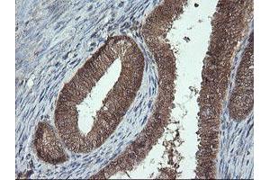 Image no. 5 for anti-Proline Synthetase Co-Transcribed (PROSC) antibody (ABIN1500439)