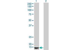Western Blot analysis of POLR2D expression in transfected 293T cell line by POLR2D monoclonal antibody (M01), clone 1E4-A5. (POLR2D antibody  (AA 1-142))