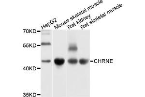 Western blot analysis of extracts of various cell lines, using CHRNE antibody (ABIN4903290) at 1:1000 dilution. (CHRNE antibody)