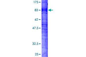 Image no. 1 for Prostaglandin E Receptor 4 (Subtype EP4) (PTGER4) (AA 1-488) protein (GST tag) (ABIN1316732) (PTGER4 Protein (AA 1-488) (GST tag))