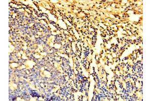 Immunohistochemistry of paraffin-embedded human tonsil tissue using ABIN7150882 at dilution of 1:100 (DYNLL1 antibody  (AA 1-89))