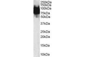 Image no. 1 for anti-Kruppel-Like Factor 4 (Gut) (KLF4) (N-Term) antibody (ABIN374229) (KLF4 antibody  (N-Term))