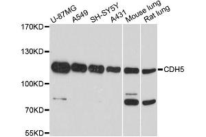 Western blot analysis of extracts of various cell lines, using CDH5 antibody (ABIN1871712) at 1:1000 dilution. (Cadherin 5 antibody)