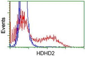 HEK293T cells transfected with either RC205967 overexpress plasmid (Red) or empty vector control plasmid (Blue) were immunostained by anti-HDHD2 antibody (ABIN2454533), and then analyzed by flow cytometry. (HDHD2 antibody)