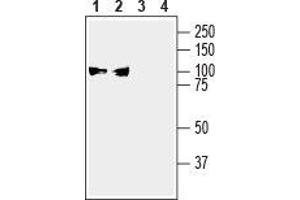 Western blot analysis of mouse (lanes 1 and 3) and rat (lanes 2 and 4) brain membranes: - 1,2.