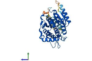 Protein Structure (PS) image for Retinol Dehydrogenase 14 (All-Trans/9-Cis/11-Cis) (RDH14) (AA 1-334) protein (His tag) (ABIN7561438)