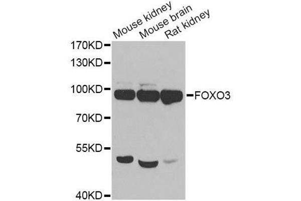 FOXO3 抗体  (AA 394-672)