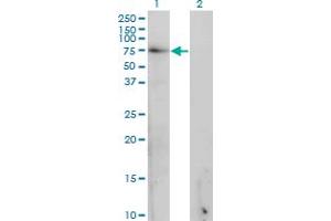 Western Blot analysis of GAD1 expression in transfected 293T cell line by GAD1 monoclonal antibody (M02), clone 5E11. (GAD antibody  (AA 1-594))