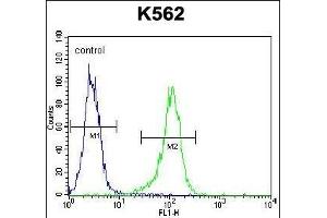 LIPC Antibody (Center) (ABIN656217 and ABIN2845534) flow cytometric analysis of K562 cells (right histogram) compared to a negative control cell (left histogram). (LIPC antibody  (AA 310-338))
