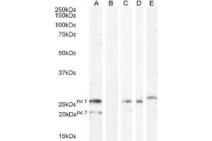 ABIN334524 (1ug/ml) staining of HEK293 iso 1 + iso 2 cell lysate (A) + peptide (B). (VTCN1 antibody  (Internal Region))