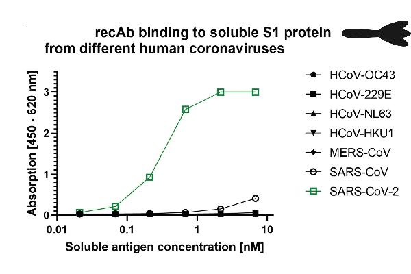 Recombinant SARS-CoV-2 Spike antibody  (AA 319-541)