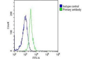 Overlay histogram showing Jurkat cells stained with (ABIN6243617 and ABIN6577063)(green line). (Caspase 8 antibody  (C-Term))