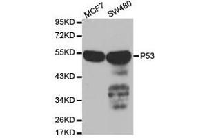 Western Blotting (WB) image for anti-Tumor Protein P53 (TP53) antibody (ABIN1875167) (p53 antibody)