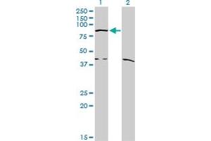 Western Blot analysis of COG2 expression in transfected 293T cell line by COG2 monoclonal antibody (M09), clone 4C8. (COG2 antibody  (AA 639-738))