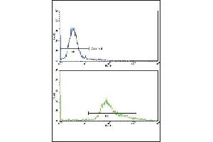 Flow cytometric analysis of hela cells using GS Antibody (Center)(bottom histogram) coared to a negative control cell (top histogram)FITC-conjugated goat-anti-rabbit secondary antibodies were used for the analysis. (GMP Synthase antibody  (AA 296-325))