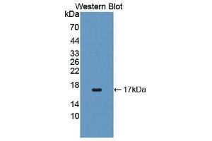 Western Blotting (WB) image for anti-Interleukin 4 (IL4) (AA 24-132) antibody (ABIN1862769) (IL-4 antibody  (AA 24-132))