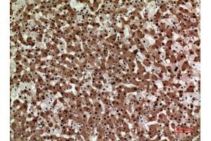 Immunohistochemistry (IHC) analysis of paraffin-embedded Human Liver, antibody was diluted at 1:100. (STX1A antibody  (Internal Region))