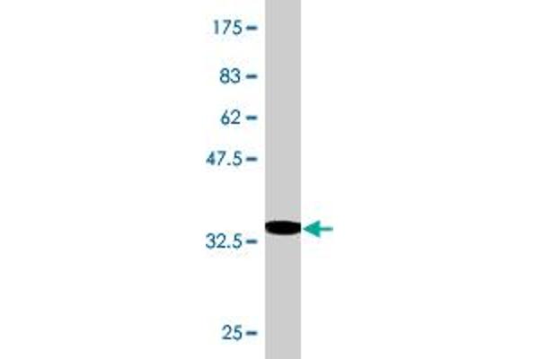 MBD1 antibody  (AA 415-508)