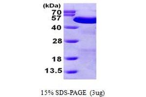 SDS-PAGE (SDS) image for Protein Disulfide Isomerase Family A, Member 6 (PDIA6) (AA 20-440) protein (His tag) (ABIN667257) (PDIA6 Protein (AA 20-440) (His tag))