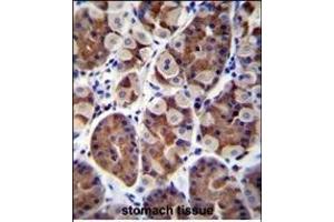 SH2D4B Antibody (C-term) (ABIN655845 and ABIN2845257) immunohistochemistry analysis in formalin fixed and paraffin embedded human stomach tissue followed by peroxidase conjugation of the secondary antibody and DAB staining. (SH2D4B antibody  (C-Term))