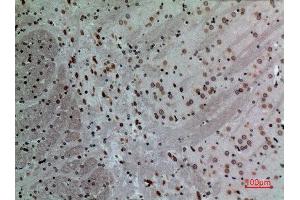 Immunohistochemistry (IHC) analysis of paraffin-embedded Mouse Brain, antibody was diluted at 1:100. (Lamin B1 antibody  (Internal Region))