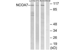 Western Blotting (WB) image for anti-Nuclear Receptor Coactivator 7 (NCOA7) (Internal Region) antibody (ABIN1851732)