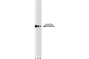 Western Blotting (WB) image for anti-Non-POU Domain Containing, Octamer-Binding (NONO) (AA 368-471) antibody (ABIN968451) (NONO antibody  (AA 368-471))