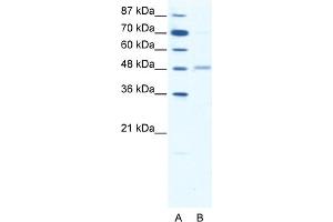 WB Suggested Anti-GABRA2 Antibody Titration:  1. (GABRA2 antibody  (Middle Region))