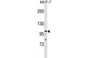 Western Blotting (WB) image for anti-Nuclear Receptor Interacting Protein 1 (NRIP1) antibody (ABIN2999856) (NRIP1 antibody)