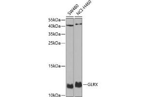 Western blot analysis of extracts of various cell lines, using GLRX antibody (ABIN6127980, ABIN6141147, ABIN6141149 and ABIN6220940) at 1:1000 dilution. (Glutaredoxin 1 antibody  (AA 1-106))