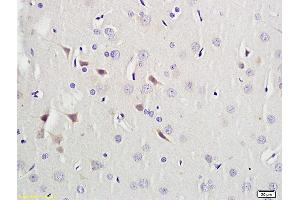 PAX9 antibody  (AA 271-341)