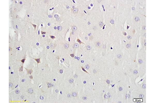 PAX9 antibody  (AA 271-341)