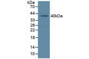 Detection of PCGF4 in Human K562 Cells using Polyclonal Antibody to Polycomb Group Ring Finger Protein 4 (PCGF4) (BMI1 antibody  (AA 152-289))