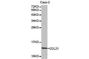 Western Blotting (WB) image for anti-Chemokine (C-C Motif) Ligand 21 (CCL21) antibody (ABIN1871514) (CCL21 antibody)