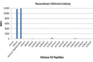 The recombinant H3K4me3 antibody specifically reacts to Histone H3 trimethylated at Lysine 4 (K4me3). (Recombinant Histone 3 antibody  (3meLys4))